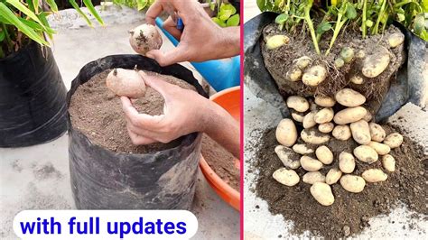 How To Grow Potato At Home Aloo Kaise Ugaye Youtube