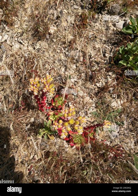 Bluff Lettuce Dudleya Farinosa Plantae Stock Photo Alamy