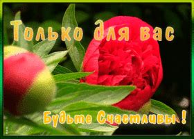 Открытки с Пионами | Открытки Онлайн