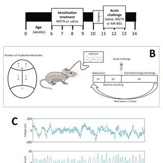 A Experimental Timeline Starting At Weeks Of Age Mice Were