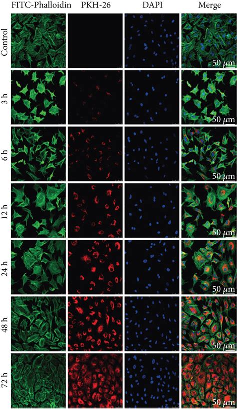 The Time Course Effect Of HBMSC EXO Internalization In Chondrocytes