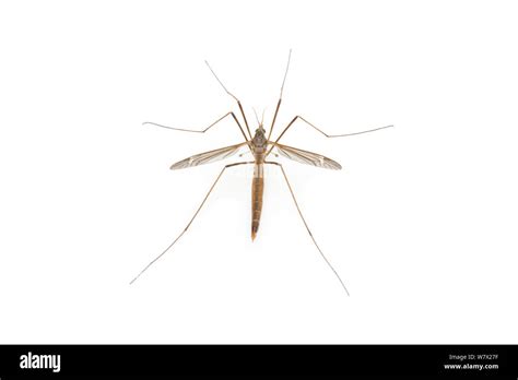 Crane Fly Tipula Texanus Male Brackenridge Field Laboratory Austin