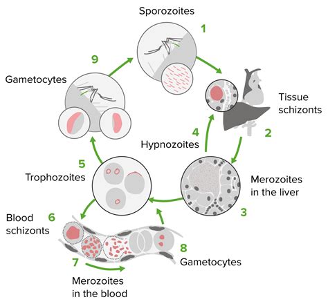 Life Cycle Of Plasmodium Berghei