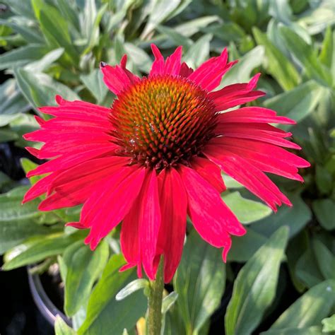 Echinacea Kismet Red Coneflower Cavano S Perennials