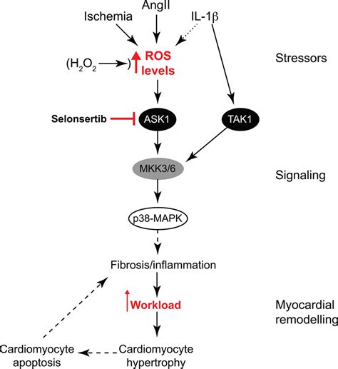 Redox Regulation Of Cardiac Ask1 Apoptosis Signal Regulating Kinase 1 Controls P38 Mapk