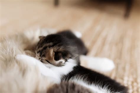 Gata Tricolor Madre Tendido En El Suelo Con Gatitos Y Amamantando A