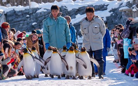 Asahiyama Zoo, Asahikawa City - Hokkaido A4JP Travel Guide