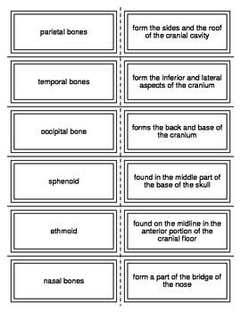 Axial Skeleton Flash Cards By Everything Science And Beyond Tpt