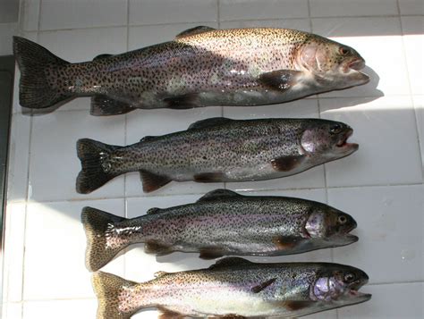 Mitchell Countys Cane Creek Produces Good Summer Fishing For Mountain