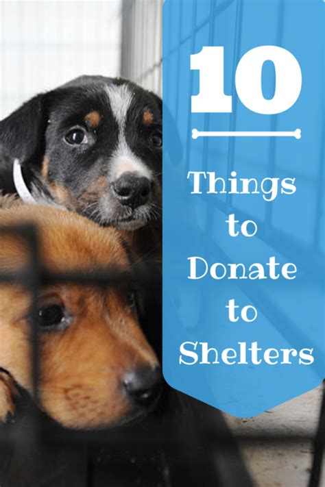 10 Things To Donate To Animal Shelters Animal Adoption Animal