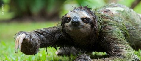 Sloth Mating: Not as slow as you think - SloCo