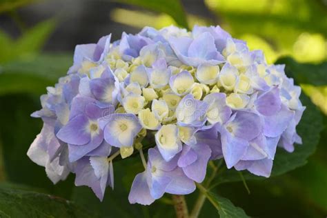 Lavender Hydrangea Stock Photo Image Of Plant Fragrant 32257664