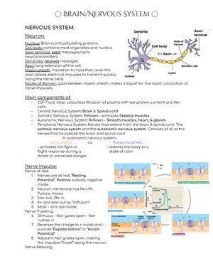 A P Lab Practical 2 Study Guide Anatomy Physiology I Lab Practical