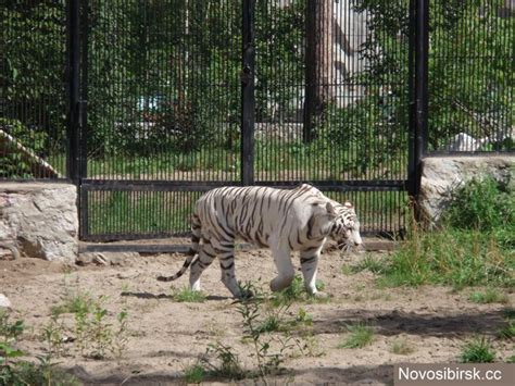 Novosibirsk Zoo! — Steemit