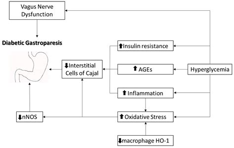 Gastrointestinal Disorders Free Full Text Diabetic Gastroparesis