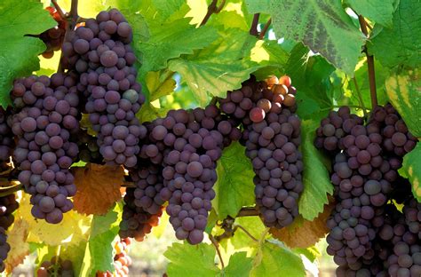 All the Grapes Used in Champagne, Explained | Wine Enthusiast