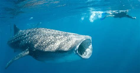 Swim With Whale Sharks Tours On Ningaloo Reef Exmouth Explore Sail