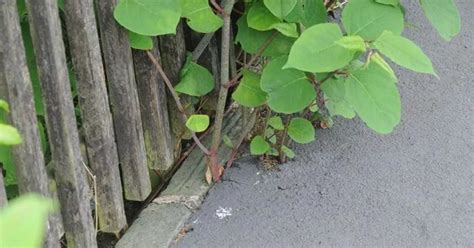 What Damage Does Japanese Knotweed Do To Your Property