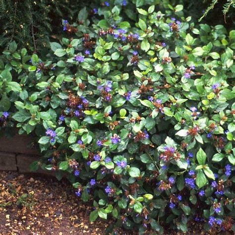 Hardy Plumbago | Perennials | Perennials, Shade perennials, Ground ...