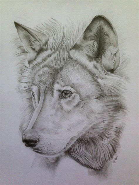 Wolf Pencil Portrait 2 by Ned-The-Hat on DeviantArt