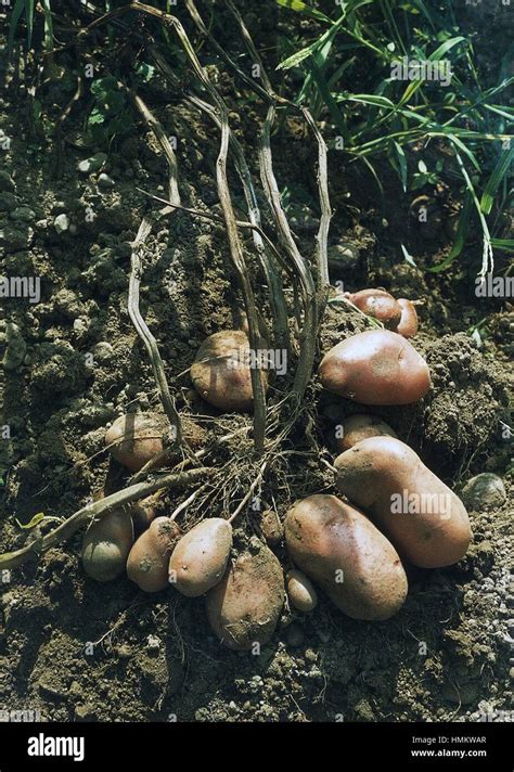 Potato Solanum Tuberosum Solanaceae Stock Photo Alamy