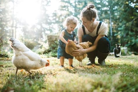 Bonnes Raisons Davoir Des Poules Dans Son Jardin