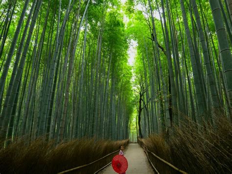 Ragam Hutan Paling Indah Di Dunia