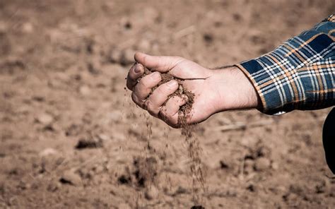 La Sequía Asfixia Al 80 Del Campo Español Incluidas 5 Millones De Hectáreas De Secano Y