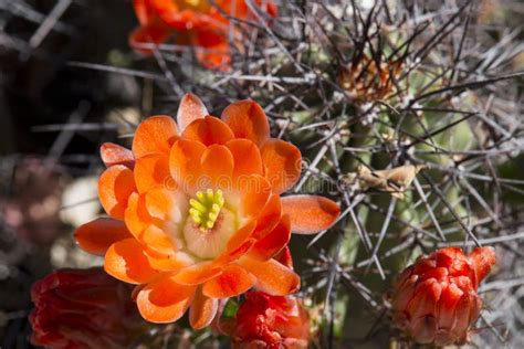 Beautiful Blooming Wild Desert Cactus Flowers Stock Photo Image Of