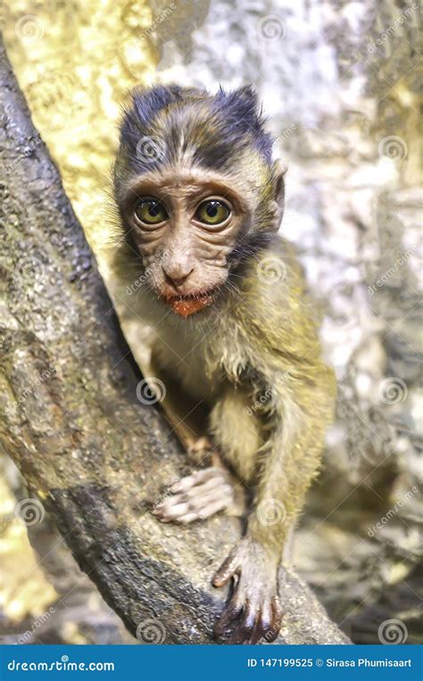 Cute Young Monkey Lives In A Natural Forestlooking Eyes Stock Image