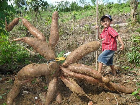 Mudahnya Teknik Budidaya Singkong Olasing