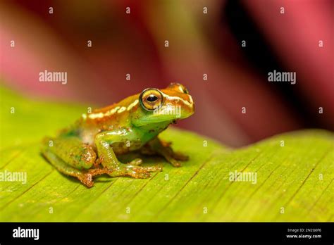 Boophis Rappiodes Especie End Mica De Rana En La Familia Mantellidae