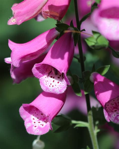 Foxgloves Pink Flowers Lady S Free Photo On Pixabay