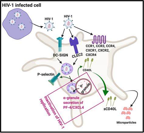 Frontiers Platelets In Hiv A Guardian Of Host Defence Or Transient