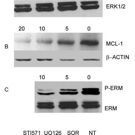 MCL 1 Down Regulation Induces Apoptosis In OS Cell Lines MCL 1 Protein