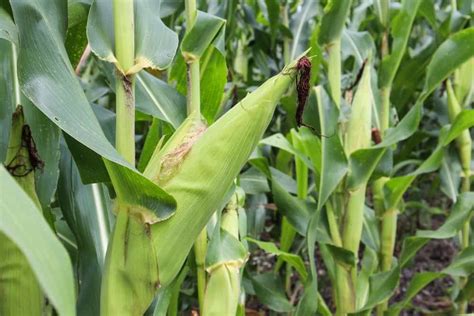 How To Plant Sweet Corn Complete Growing Guides