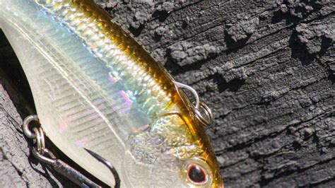 Nomad Design Swimtrex Lipless Crankbait Review Wired Fish