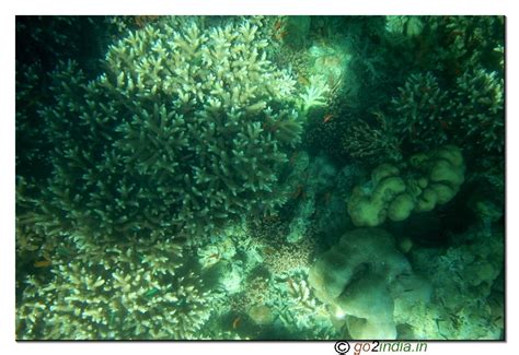 Under Water Coral View Through Glass Boat In North Bay Of