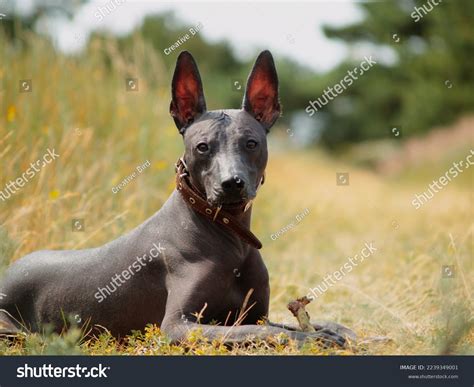 Xoloitzcuintli Dog Facts, History Breed Information, 52% OFF