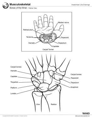 Wrist Joint Diagram