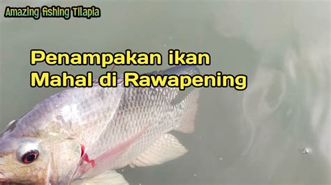 Mancing Awur Awuran Rebutan Ikan Kasta Tinggi Mancingikannila