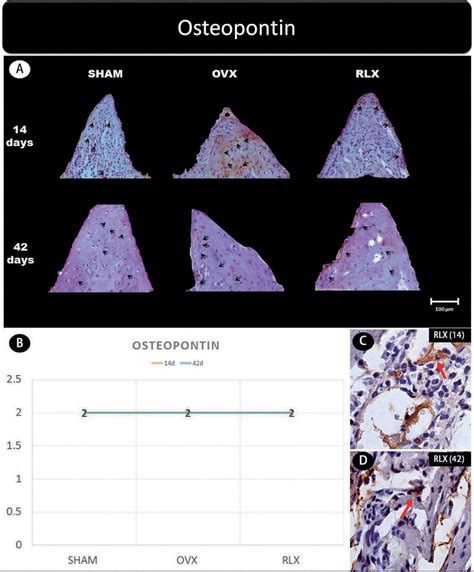 A Photomicrographs In A Higher Original Objective X Of The