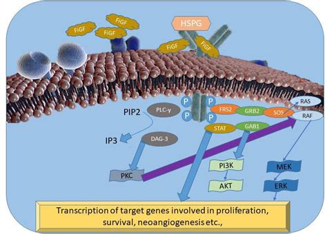 Image Illustrations Representing Fibroblast Growth Factor Receptor