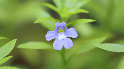 Hygrophila Pflege Vermehrung Arten F R Aquarien Neulinge