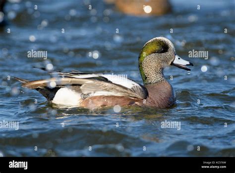 Widgeon duck hi-res stock photography and images - Alamy