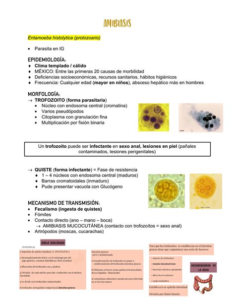 Solution Apuntes Amibiasis Parasitolog A Studypool