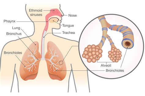 Bronchiolitis In Babies Causes Signs And Treatments By Dr Srikanta