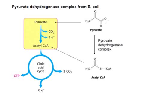 Pyruvate Dehydrogenase Complex Flashcards Quizlet