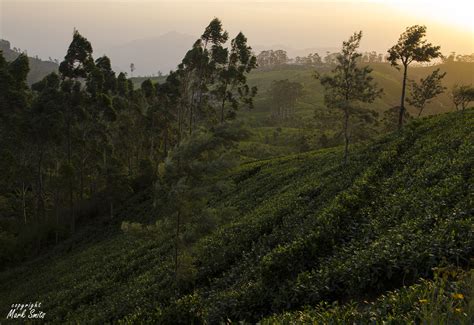 Salida Y Puesta De Sol De Uva Haputale Valley Tea Factory Keppetipola