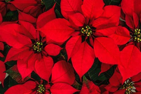 HOW TO GROW CHRISTMAS POINSETTIAS - A Country Garden Journal